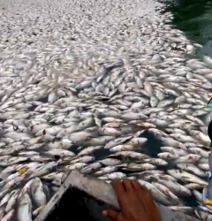 VIDEO –  Esgoto jogado em Lagoa pode ter causado mortandade de peixes em Linhares diz biólogo