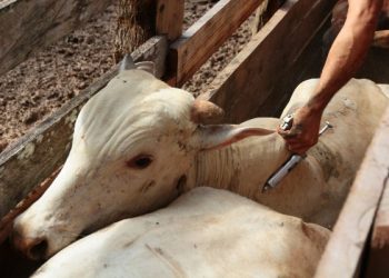 Etapa de vacinação contra febre aftosa é prorrogada no Espírito Santo