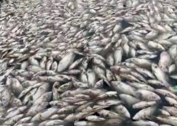 Esgoto irregular lançado em lagoa causou morte de toneladas de peixe