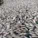 Esgoto irregular lançado em lagoa causou morte de toneladas de peixe