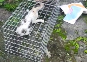 Norte Noticia faz contato com o suspeito de ter praticado Maus Tratos com um gato em Linhares