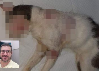 CASO DO GATO: Polícia Civil age rápido e autor dos maus tratos está preso. Veja entrevista exclusiva