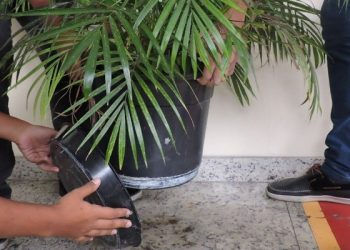 Fique atento aos sintomas da dengue