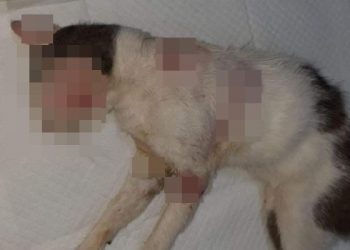 VIDEOS – Brutalidade Animal: gato é furado por vergalhão no Jardim Laguna e caso chega a Assembleia Legislativa