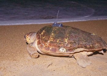 Tartarugas marinhas serão monitoradas via satélite no litoral capixaba