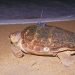 Tartarugas marinhas serão monitoradas via satélite no litoral capixaba