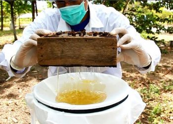 Edital seleciona instituições para atuarem em projeto de criação de abelhas sem ferrão no ES