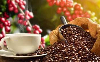 Concurso premia os melhores cafés especiais do ES