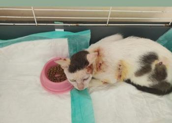 Gato que foi ferido com vergalhão no ES foge de abrigo onde recebia tratamento