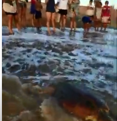 VÍDEO – Tartaruga reabilitada é solta no mar de Regência