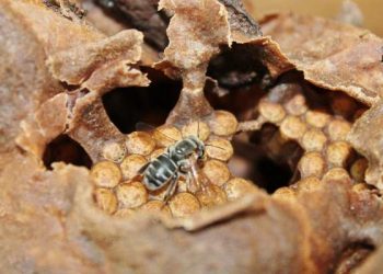 Inscrições para o edital de projeto de criação de abelhas sem ferrão no ES são prorrogadas até (28/02)