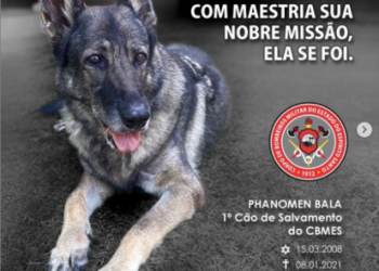Morre a cadela “Bala” do CBMES, ela atuou em Brumadinho e Mariana