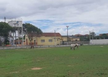 VIDEOS – Morador reclama de cavalos soltos em ruas de Povoação. Nem o patrimônio público escapa