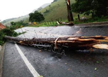 VÍDEO – Árvore de grande porte cai na ES 248 no final da tarde desta quarta-feira (17)