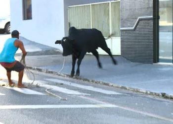 “Boi fujão de Linhares” repercute nacionalmente e vira meme na internet