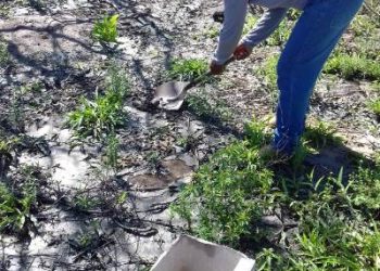 VIDEO; Presidente de Associação denuncia esgoto sendo jogado em restinga no Pontal do Ipiranga