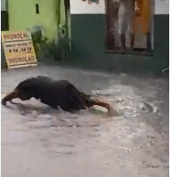 MUITOS VIDEOS – Chuva forte em Linhares; sinônimo de alagamentos em toda cidade