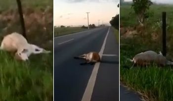 VÍDEO – Caminhão mata 5 cabeças de gado na estrada do Pontal do Ipiranga, diz internauta