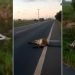 VÍDEO – Caminhão mata 5 cabeças de gado na estrada do Pontal do Ipiranga, diz internauta