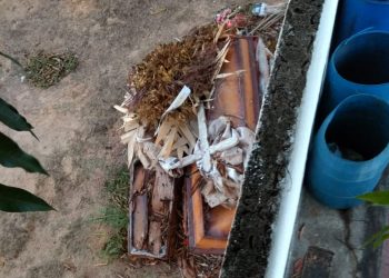 Morador flagra o que pode ser corpos desenterrados em cemitério de Linhares