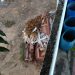 Morador flagra o que pode ser corpos desenterrados em cemitério de Linhares