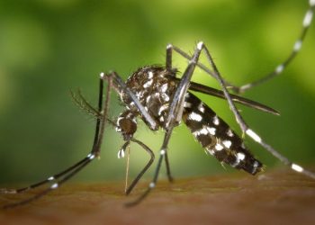 Chuvas aumentam o alerta para a proliferação do mosquito Aedes aegypti