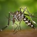 Chuvas aumentam o alerta para a proliferação do mosquito Aedes aegypti
