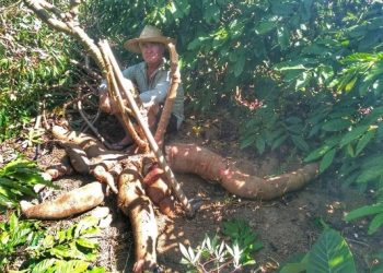 VILA PAVÃO – Agricultor colhe mandioca gigante com mais de 60 quilos