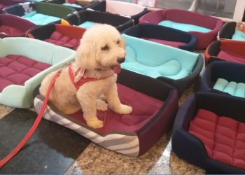 Presos da PEVV 2 produzem camas para pets com material reciclado