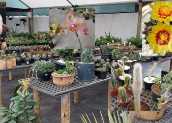 Flores e gourmet o novo xodó de Linhares