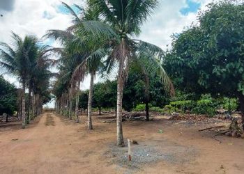 EXCELENTE NEGÓCIO – Compre chácaras de 1000² metros com pés de mangostão e outras frutas produzindo. Veja vídeo