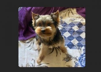 ME AJUDEM POR FAVOR – Dona de cão faz apelo desesperada