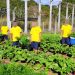 IASES EM LINHARES – Familiares recebem verduras e legumes cultivados por socioeducandos