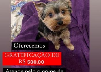500 REAIS PRA QUEM ENCONTRAR O TOM – Dona do cachorrinho faz vídeo com pedido emocionante; Veja
