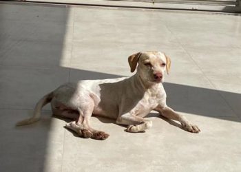 “Pipoca” fugiu. Tem recompensa para quem encontrar