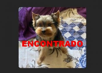 Tom está de volta para casa