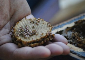 Projeto de criação de abelhas sem ferrão abre inscrições para famílias em Linhares