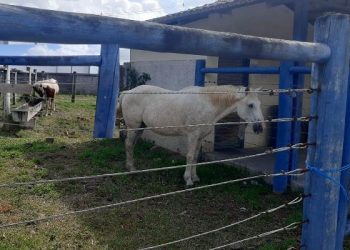 Após vários anos Prefeitura de Linhares volta a recolher animais de grande em via pública