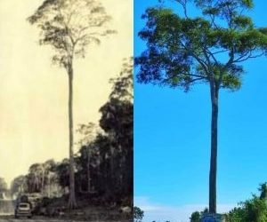 DIA DA ÁRVORE – Uma gigante de 200 anos em Linhares