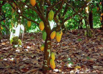 João Neiva se destaca pela produção de cacau