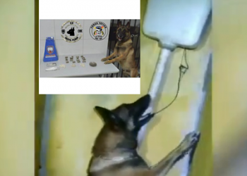 VÍDEO – Equipe da Força Tática K9 apreende maconha, crack e cocaína