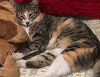 Família procura desesperadamente pela gatinha Maria Francisca