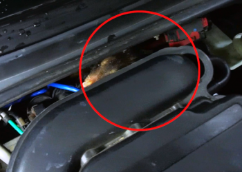 VÍDEOS – Mecânico encontra Gambá e dois filhotes em compartimento de carro próximo ao motor, em Linhares