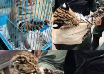 Polícia Militar Ambiental resgata filhote de Jaguatirica no Norte do ES