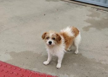 FELICIDADE – Neném está de volta após postagem Norte Notícia