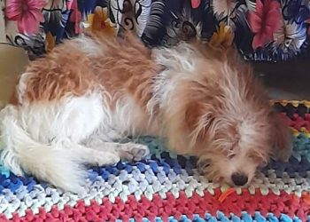 Ajude encontrar o cãozinho Neném