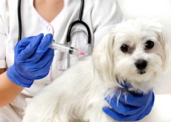 Dia D: hoje é dia de levar cães e gatos para vacinar contra a raiva em Linhares