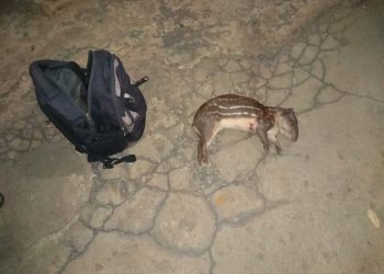 Polícia Militar Ambiental apreende arma e animal abatido na Reserva de Sooretama