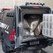 Polícia Civil recupera mais de 500 quilos de pimenta que haviam sido furtados em Sooretama