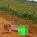 Homem é encontrado morto, nu e com sinais de violência, na estrada de Jataipeba em Linhares